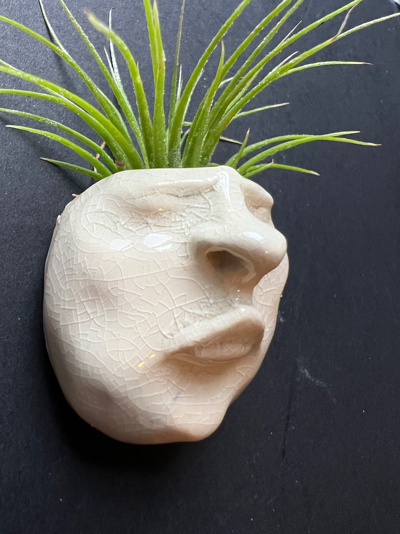Airplant Buddy Magnet