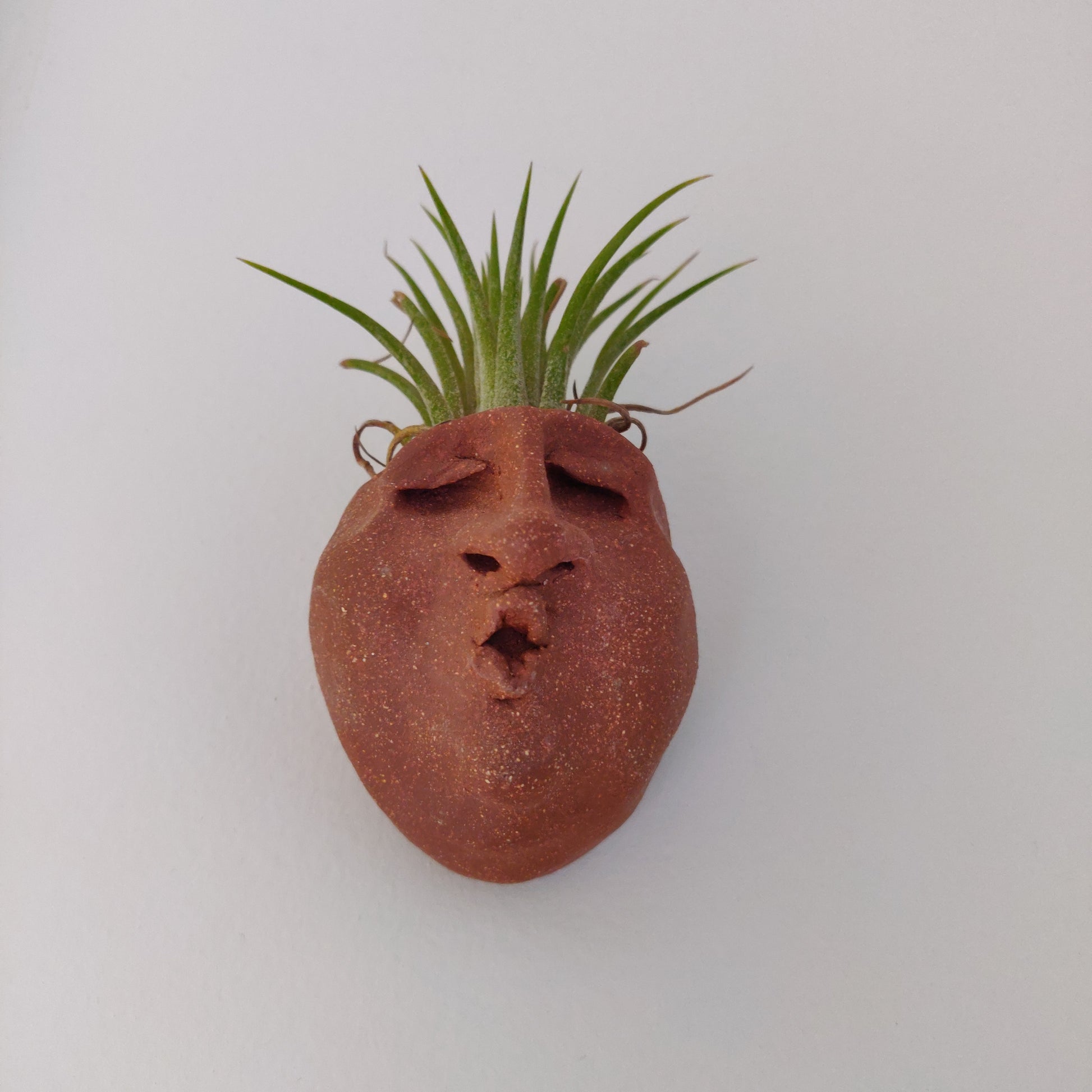 air plant buddies Airplant Buddy – Turnstyle Studio
