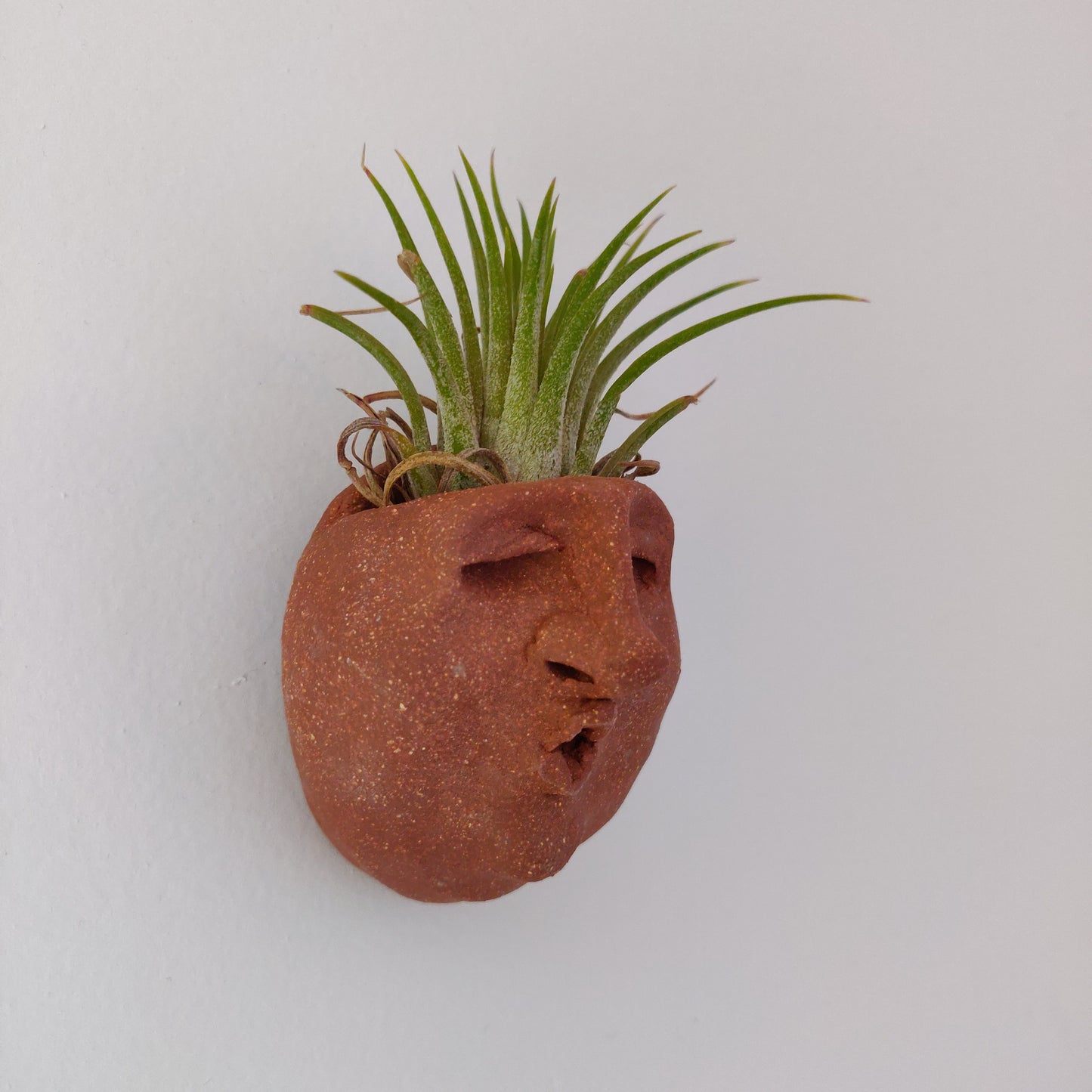 Airplant Buddy