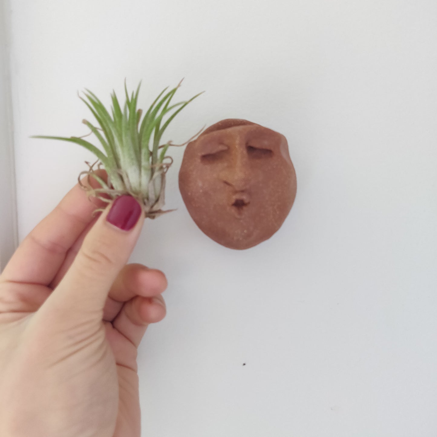 Airplant Buddy