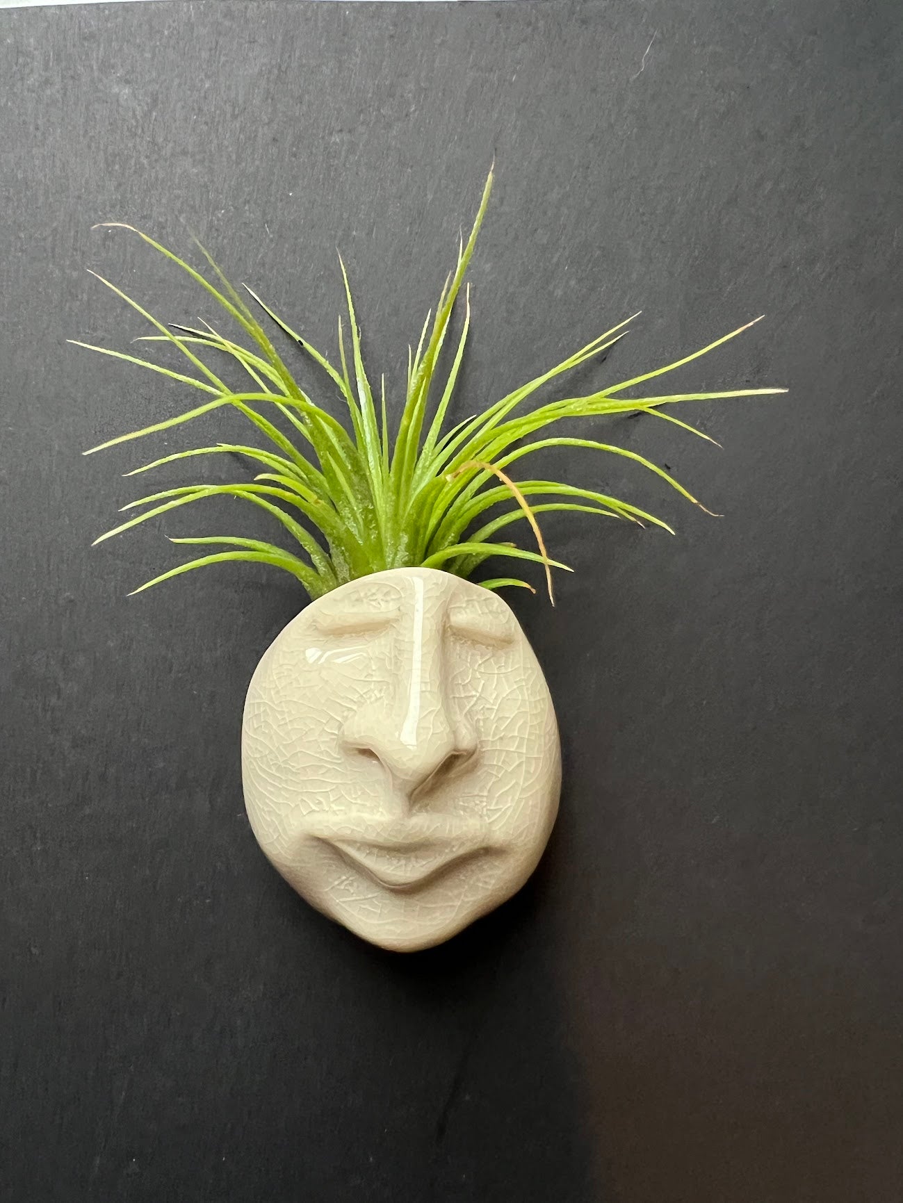 Airplant Buddy Magnet