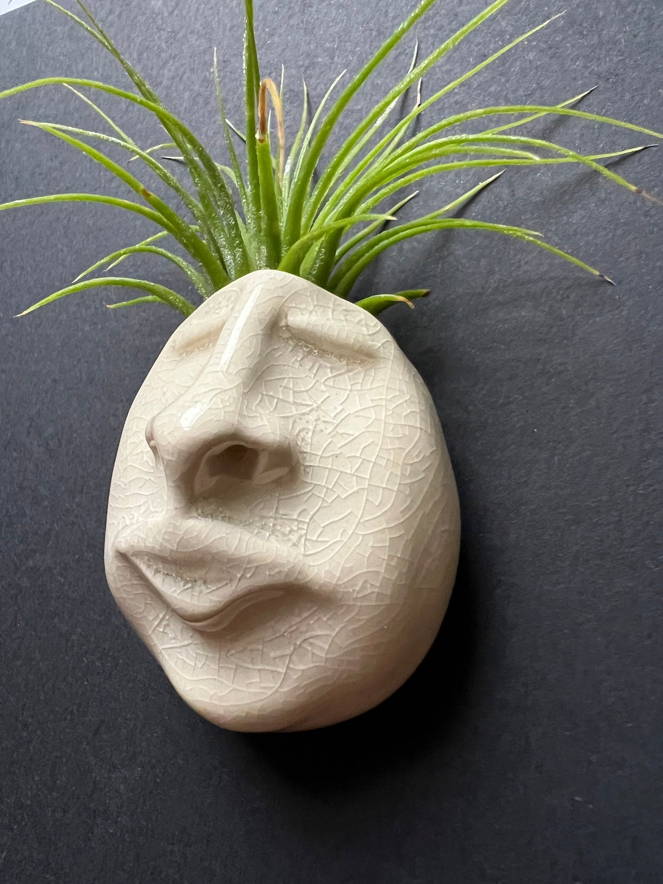 Airplant Buddy Magnet