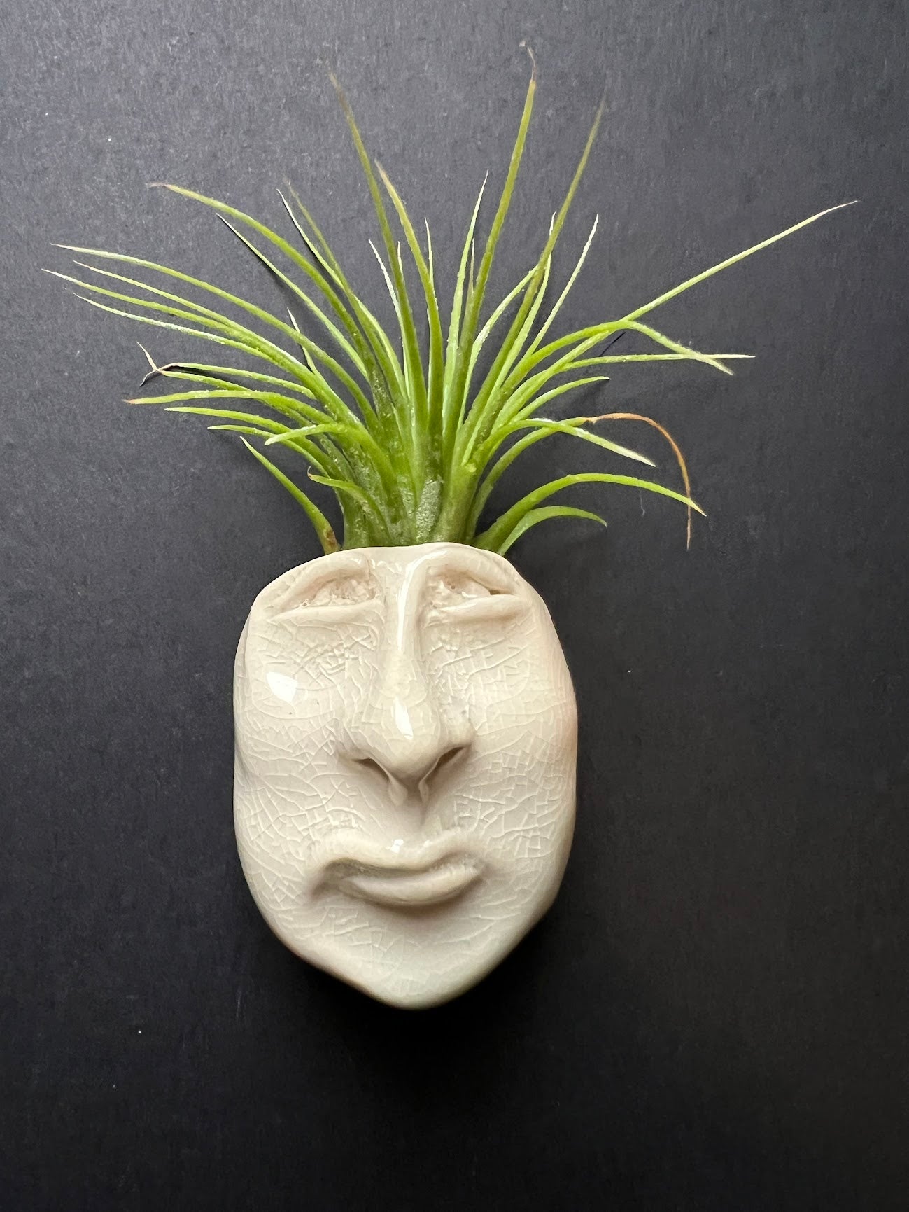 Airplant Buddy Magnet