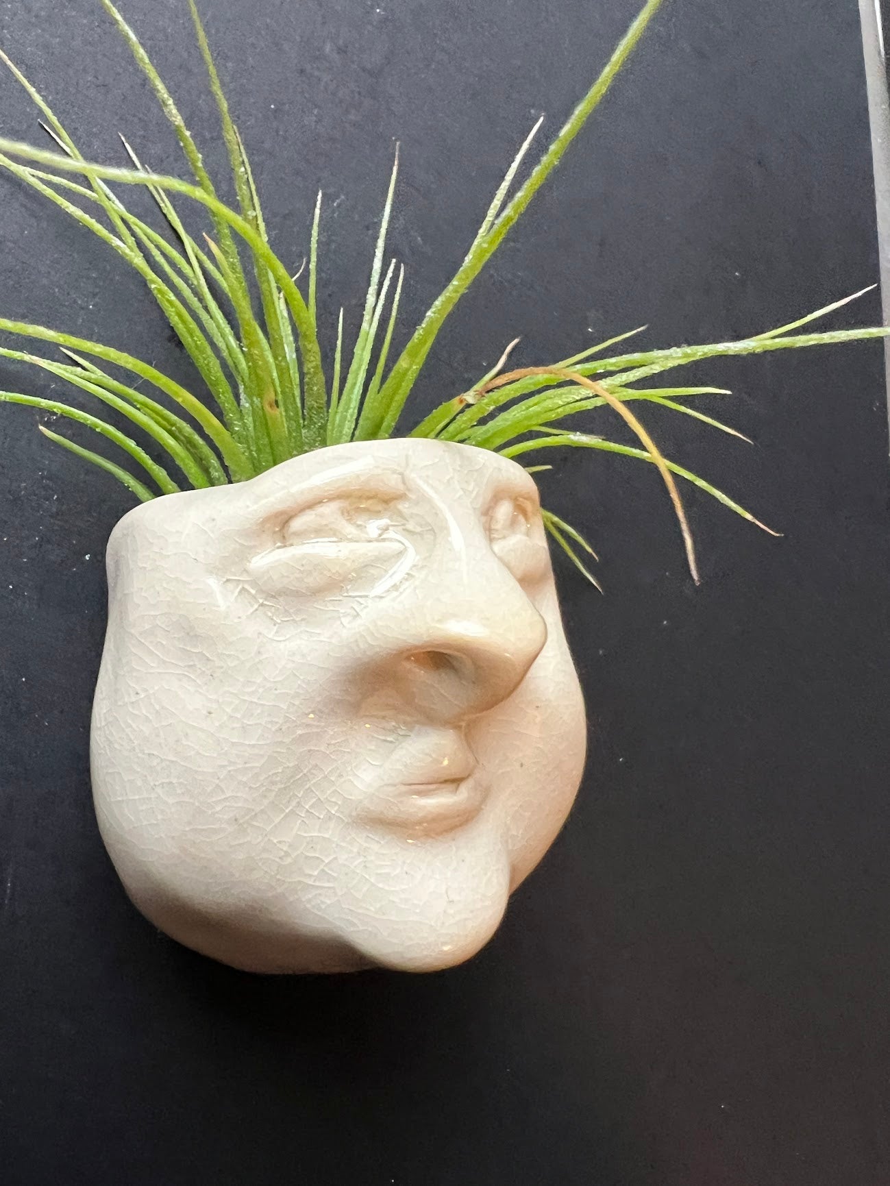 Airplant Buddy Magnet