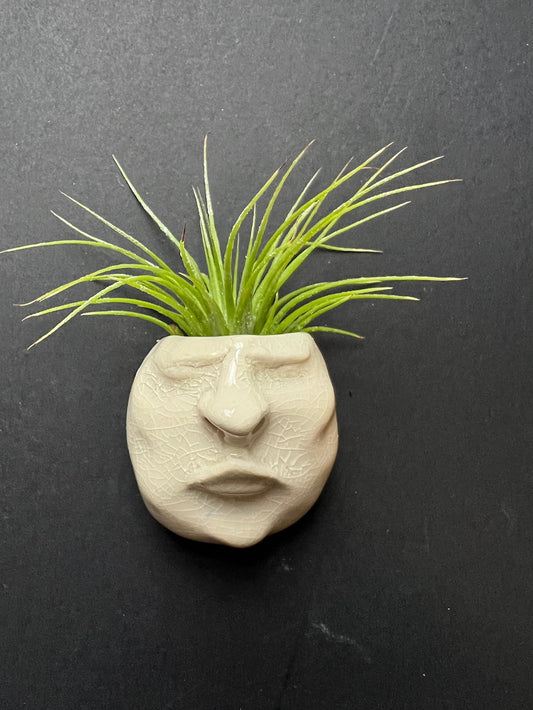 Airplant Buddy Magnet