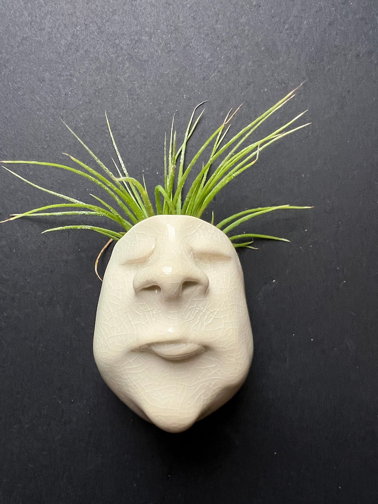 Airplant Buddy Magnet