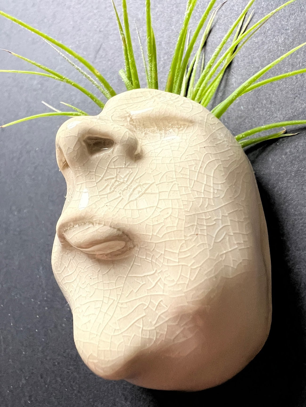 Airplant Buddy Magnet